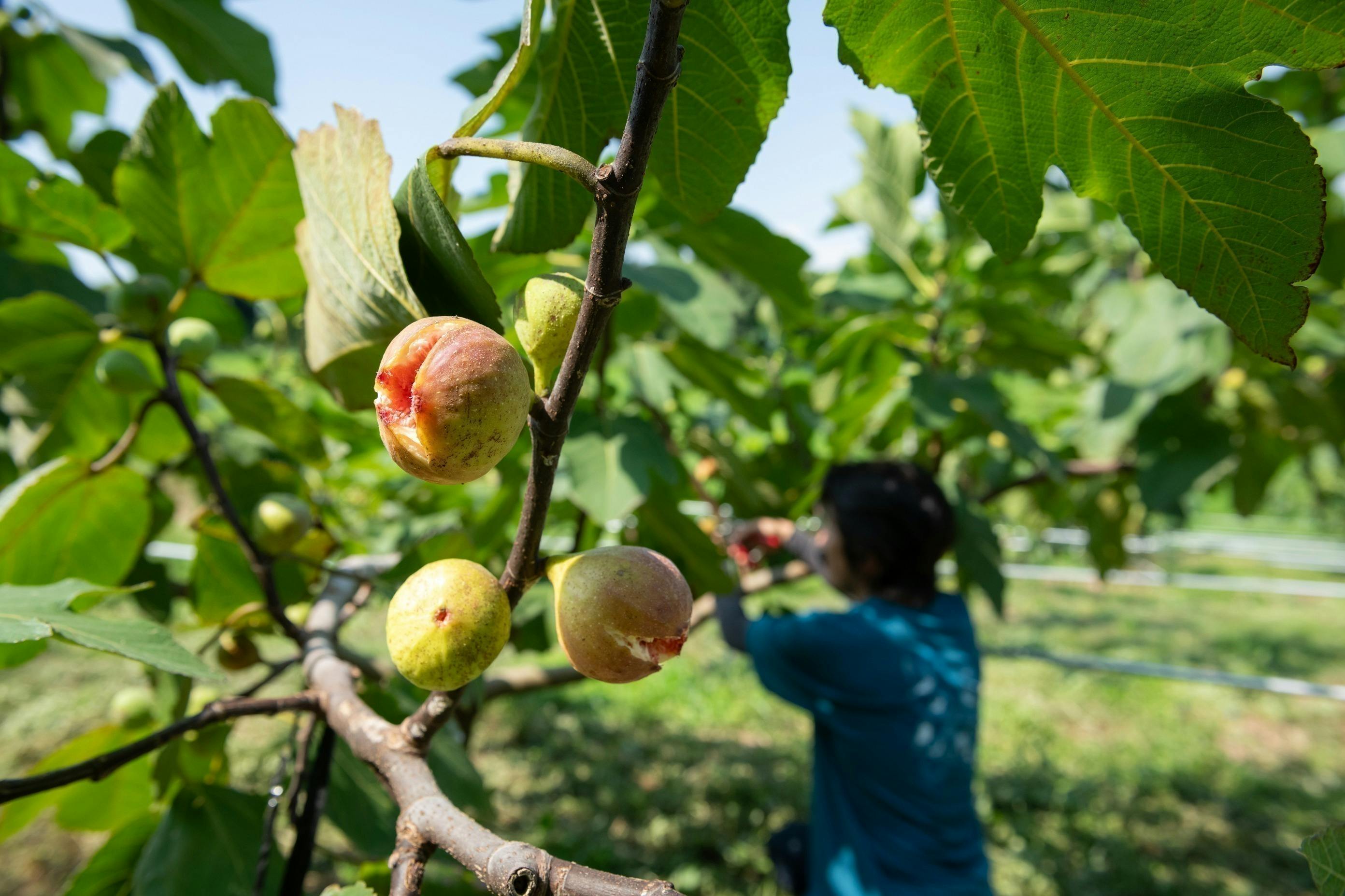 4番目のメイン画像