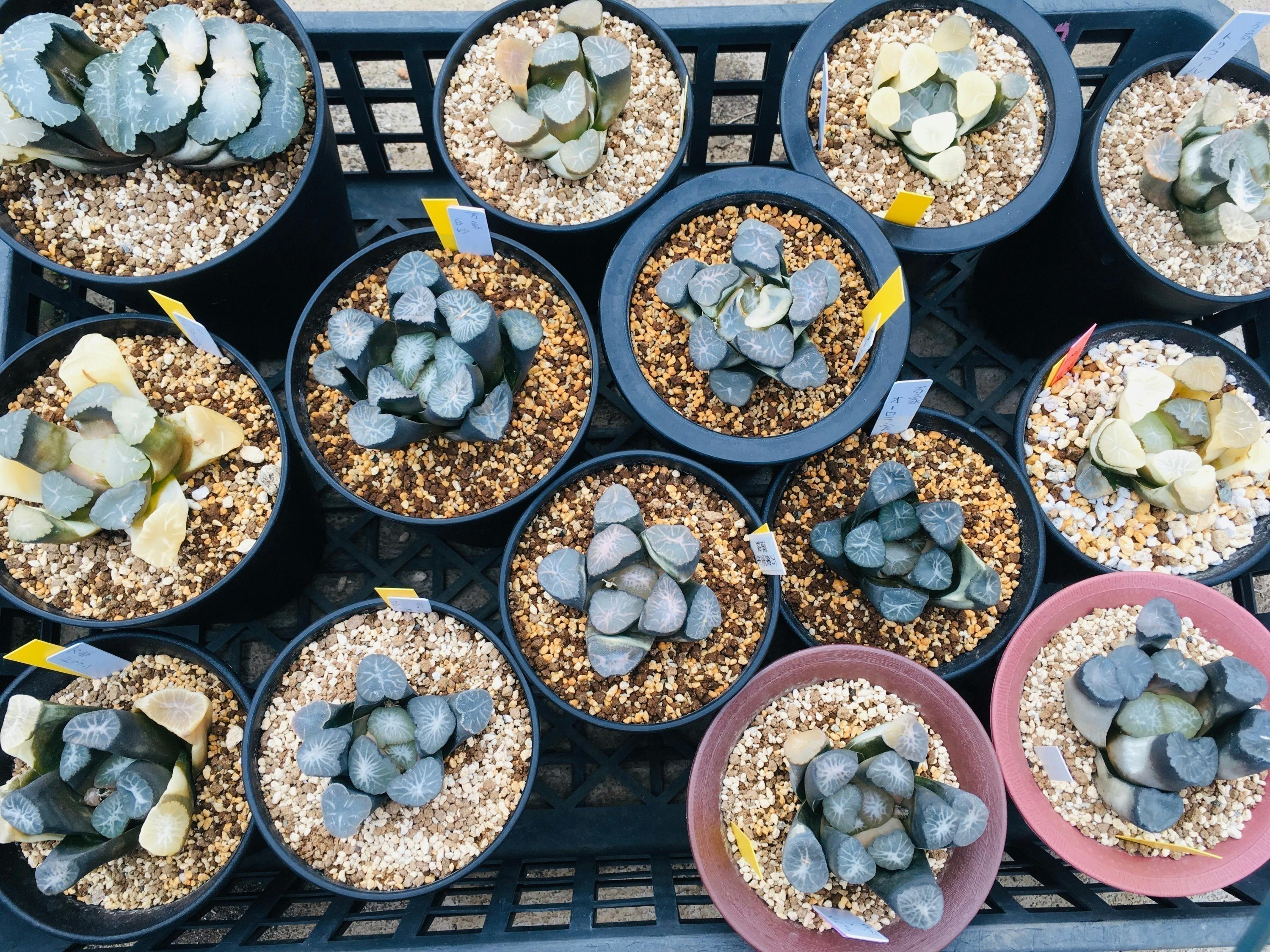 4番目のメイン画像