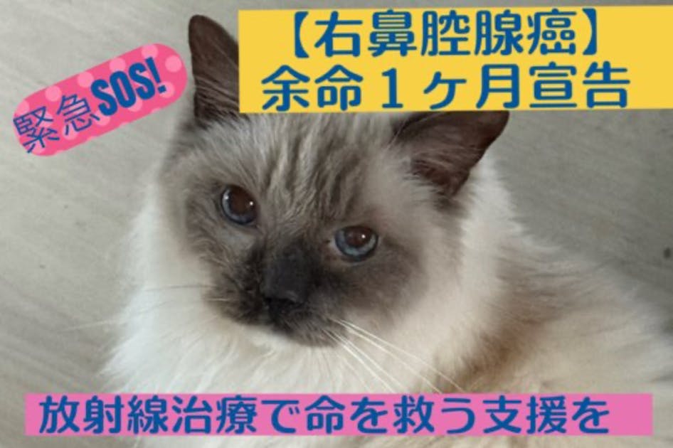 腺癌の高額医療費支援＆保護猫カフェ再生プロジェクト - CAMPFIRE
