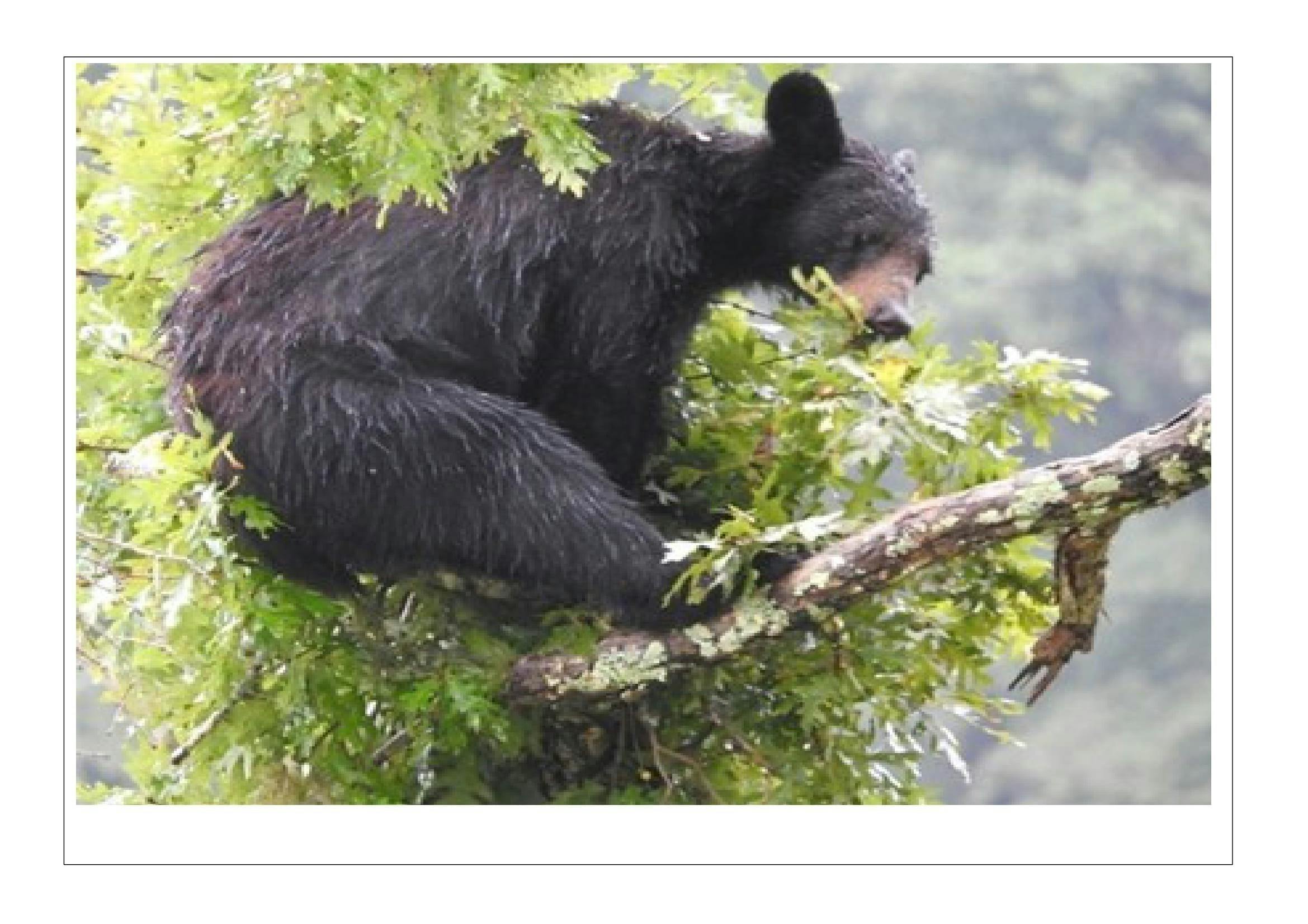 熊捕獲檻】一台10万円台の価格で人命と熊の命を守る！人と熊の共存