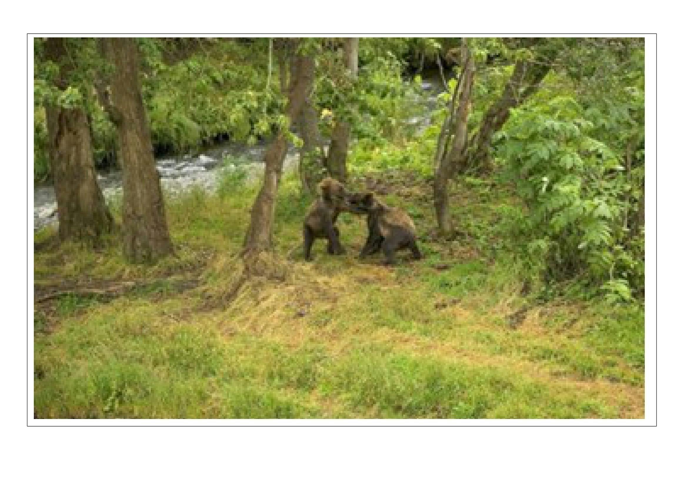 熊捕獲檻】一台10万円台の価格で人命と熊の命を守る！人と熊の共存