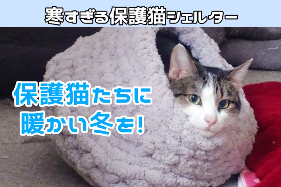 猫たちに暖かい冬を】隙間風だらけの保護猫シェルター緊急SOS