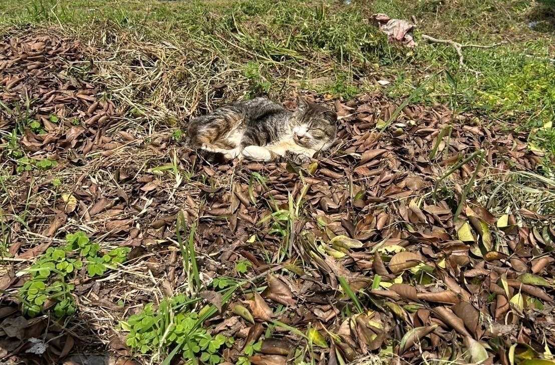 3番目のメイン画像