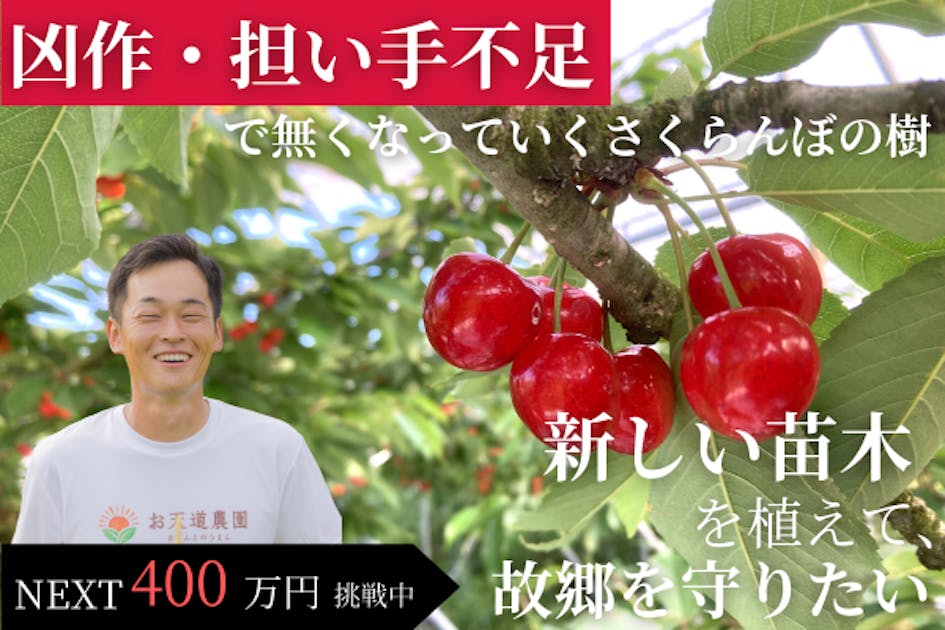 凶作と担い手不足で無くなっていくさくらんぼ畑。新たな苗木を植えて