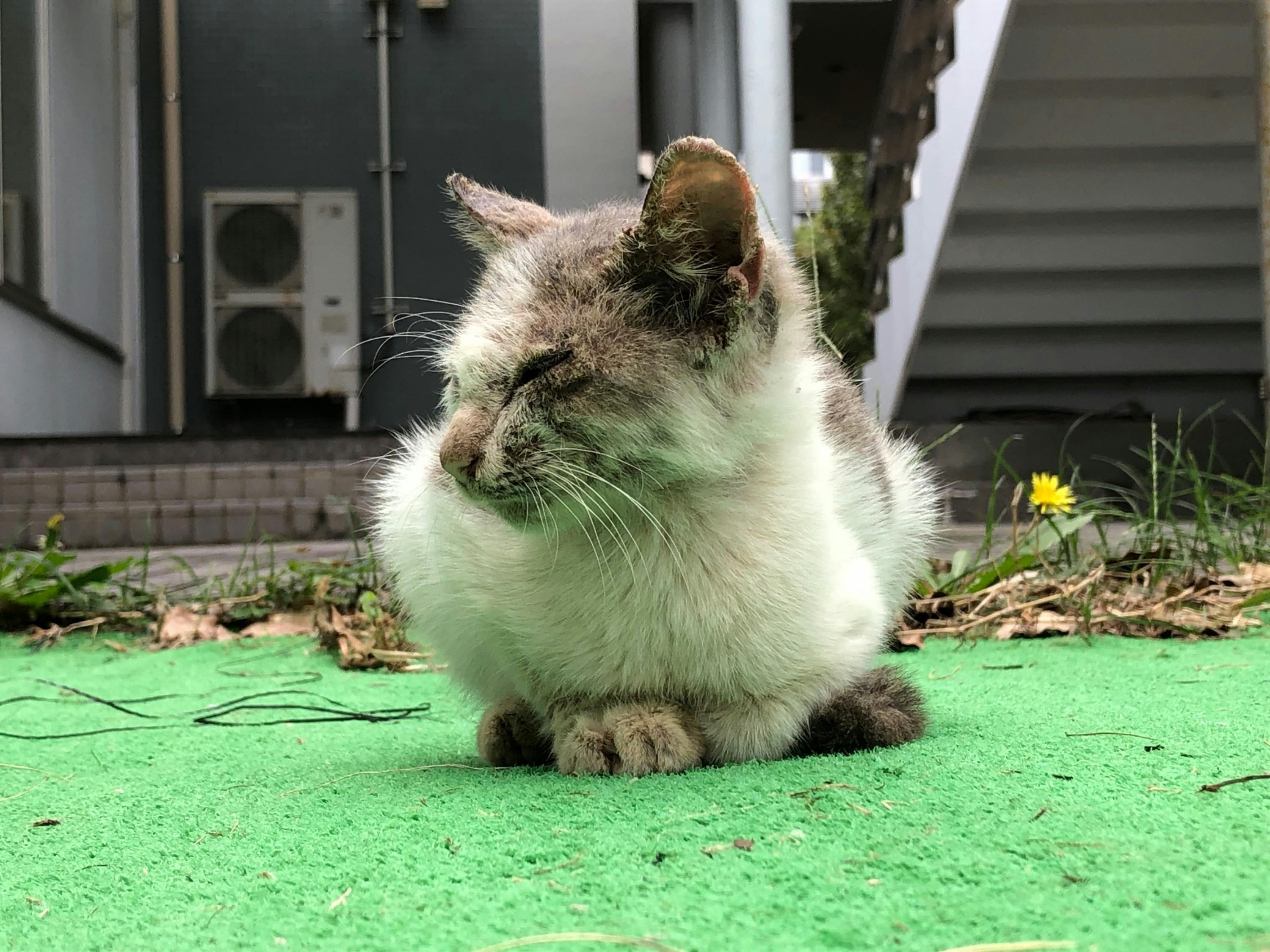 長崎発】野良猫の命を不妊化手術で繋げる「不妊化手術プロジェクト