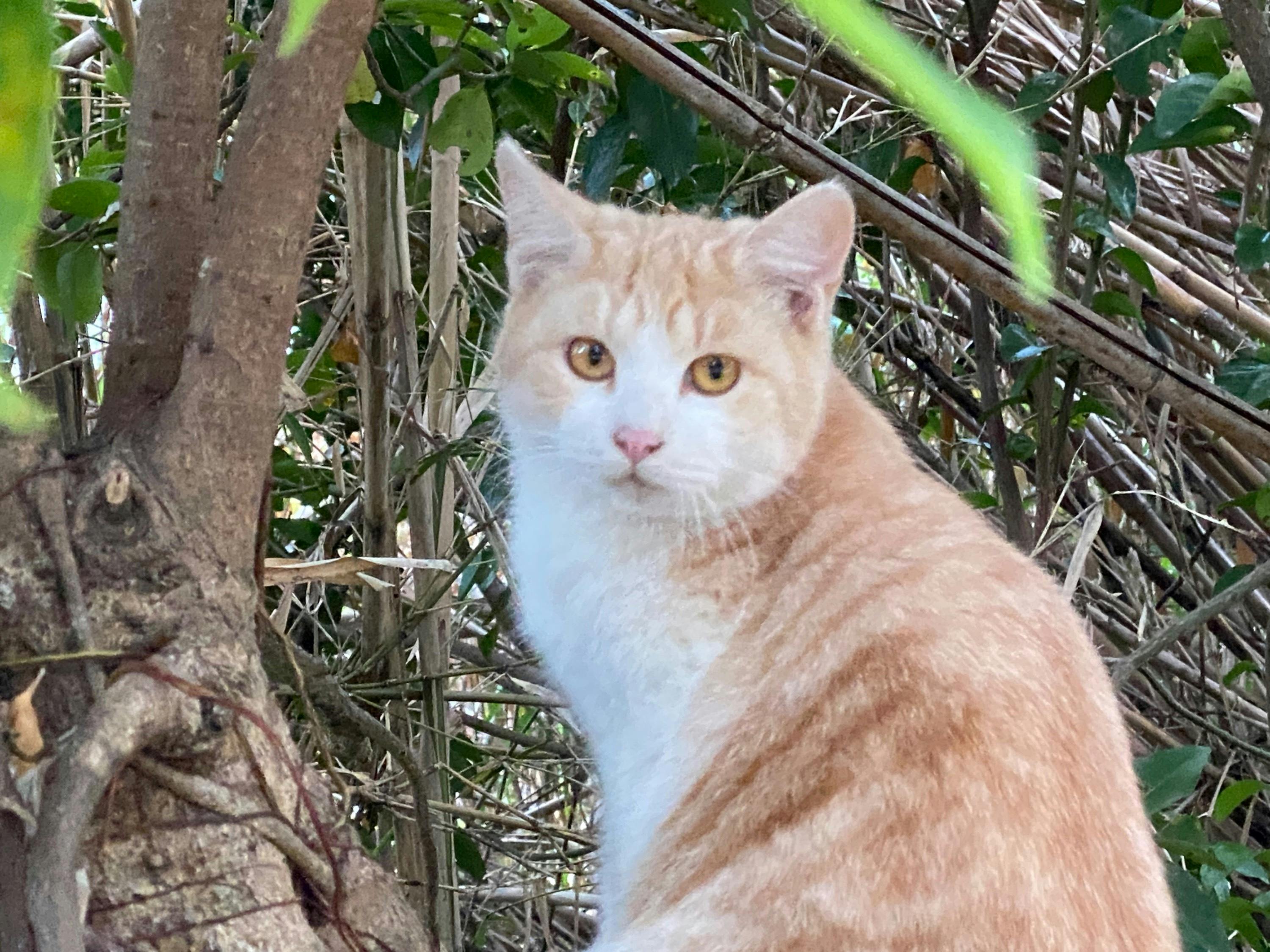 長崎発】野良猫の命を不妊化手術で繋げる「不妊化手術プロジェクト
