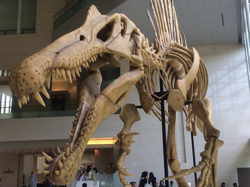 本物の肉食恐竜の化石を子供たちに届けたい！ - CAMPFIRE (キャンプ