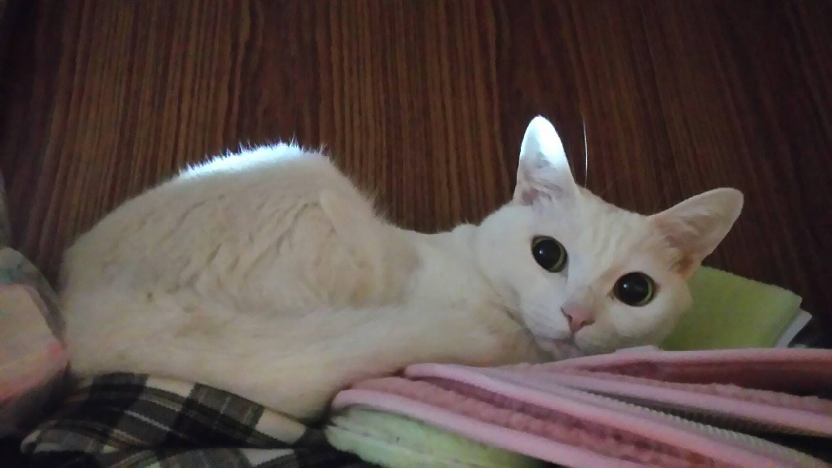 1番目のメイン画像