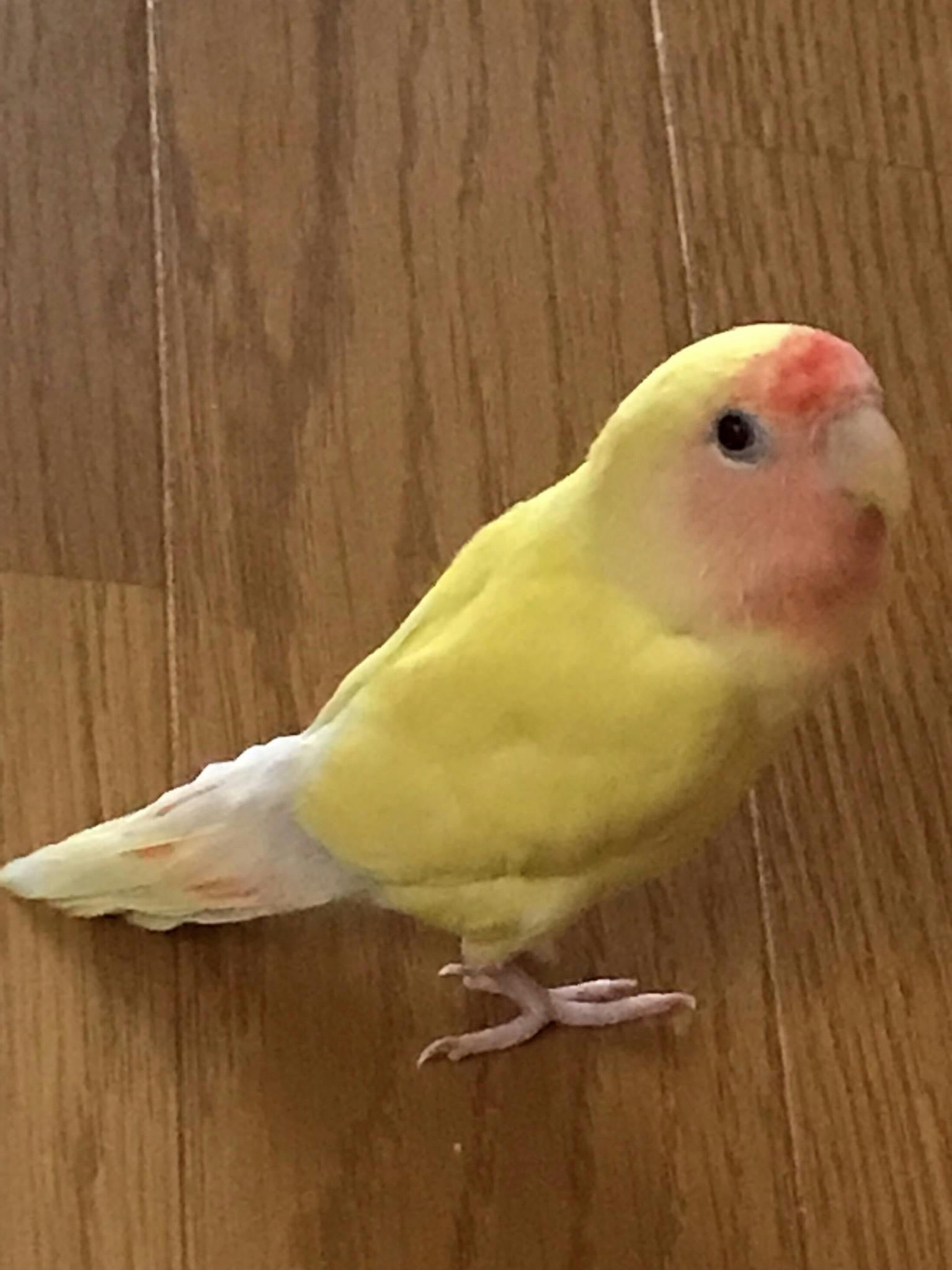 3番目のメイン画像