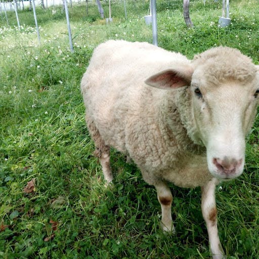 5番目のメイン画像