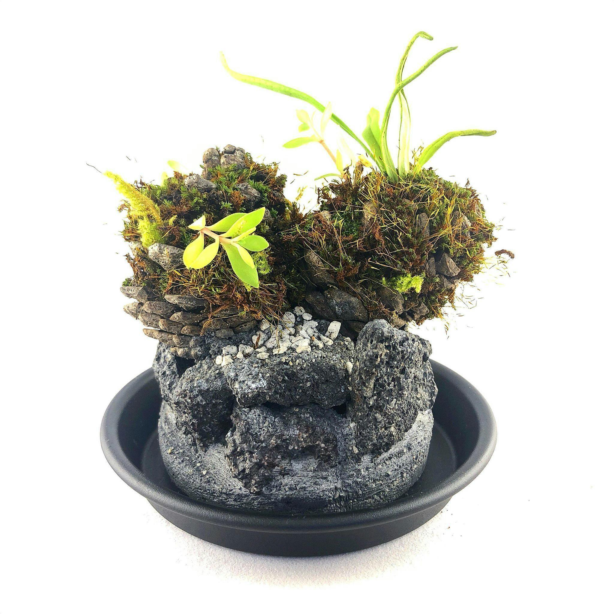 びっくりするほどユートピア出品 iwafu - 弘前れんが倉庫美術館開館5周年記念展「ニュー・ユートピア