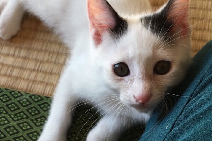 1番目のメイン画像