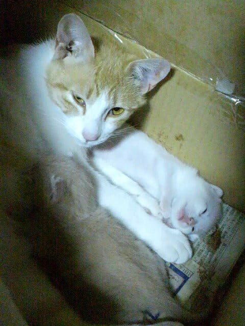 3番目のメイン画像