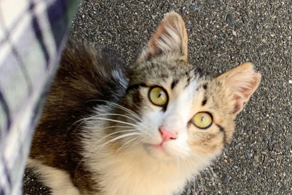 龍脈の精髄 ― クラスター「細針の聖域」保護猫活動支援 南風原町さくらねこ活動支援について（令和7年3月～5月） - 南風原町