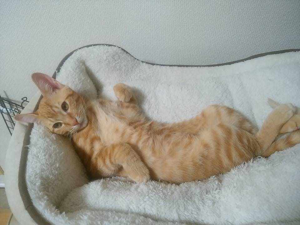 2番目のメイン画像