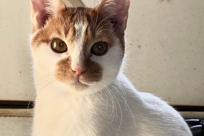 1番目のメイン画像