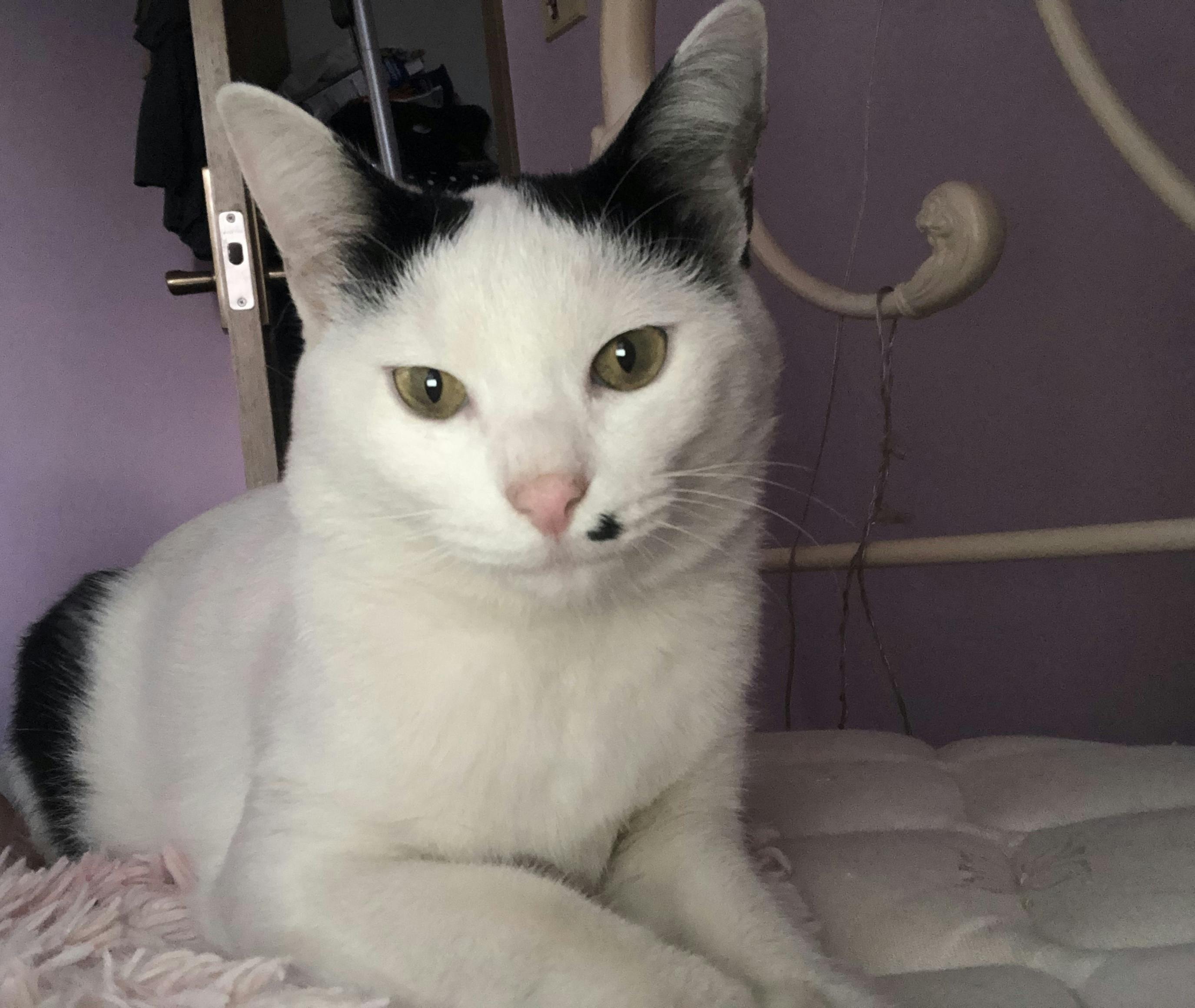 2番目のメイン画像