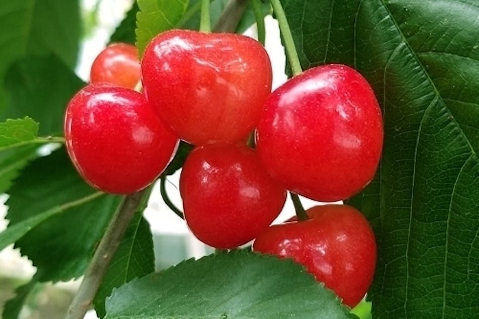 「さくらんぼ農園の方々の生活を守ってコロナ終息後に観光を盛り上げたい」