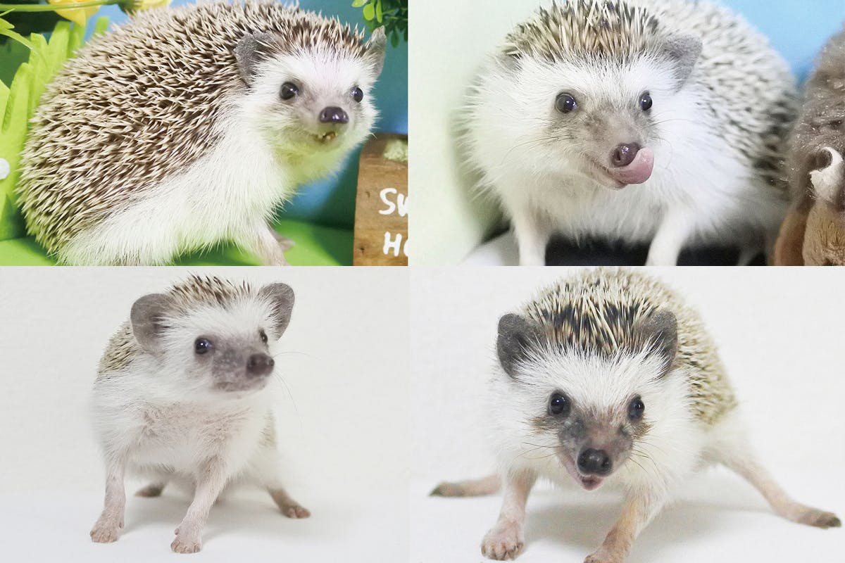 2番目のメイン画像