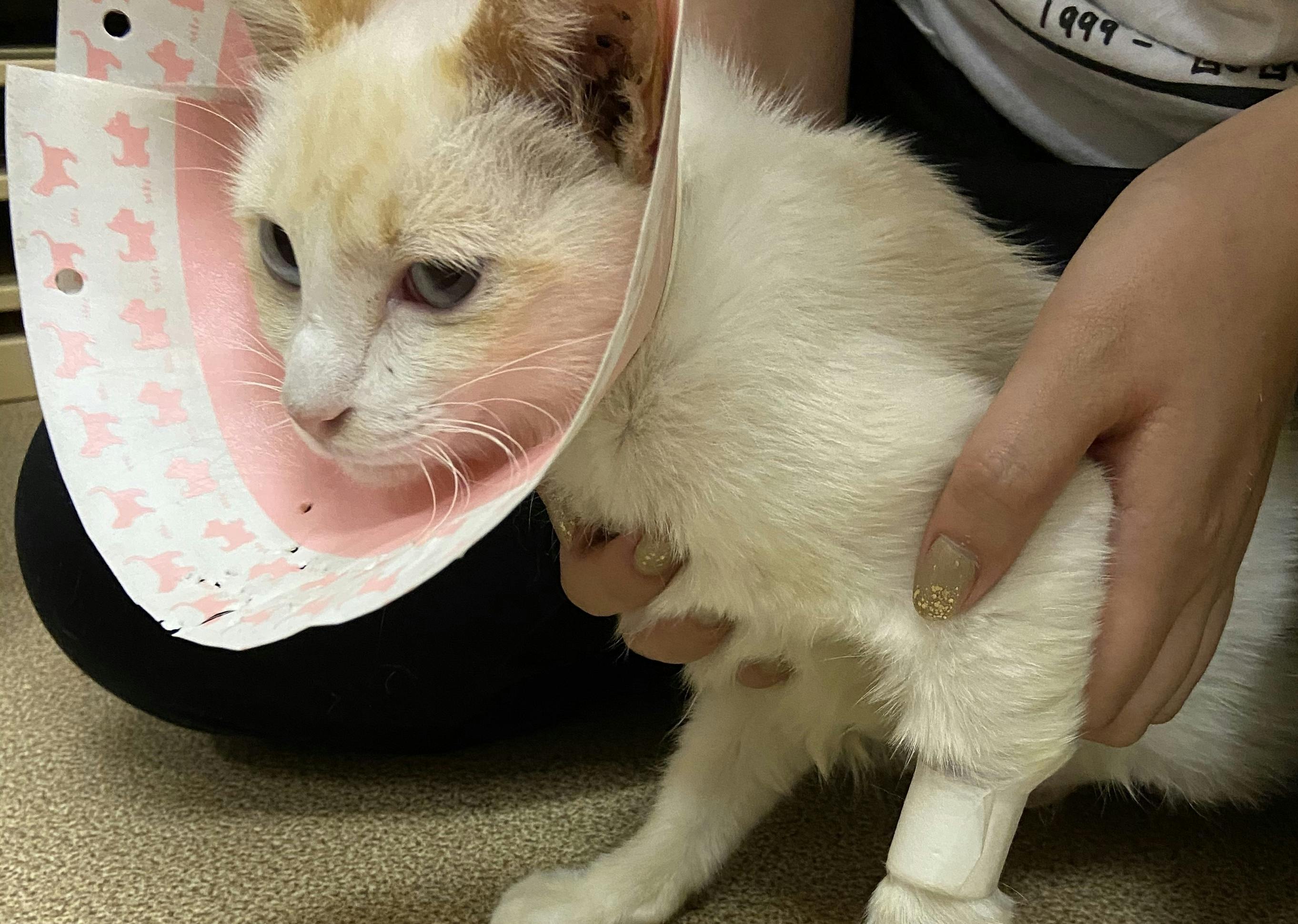 2番目のメイン画像