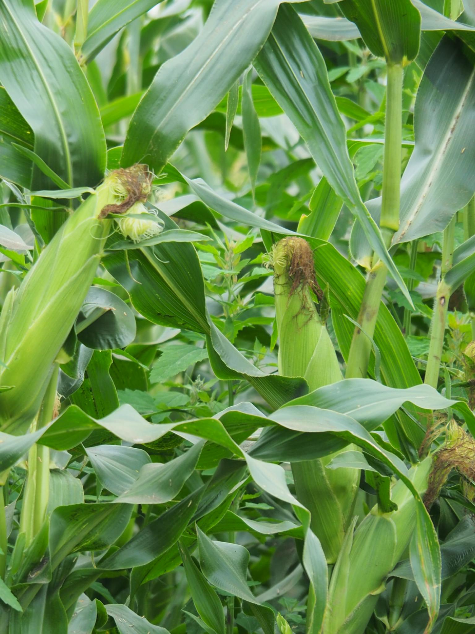 3番目のメイン画像