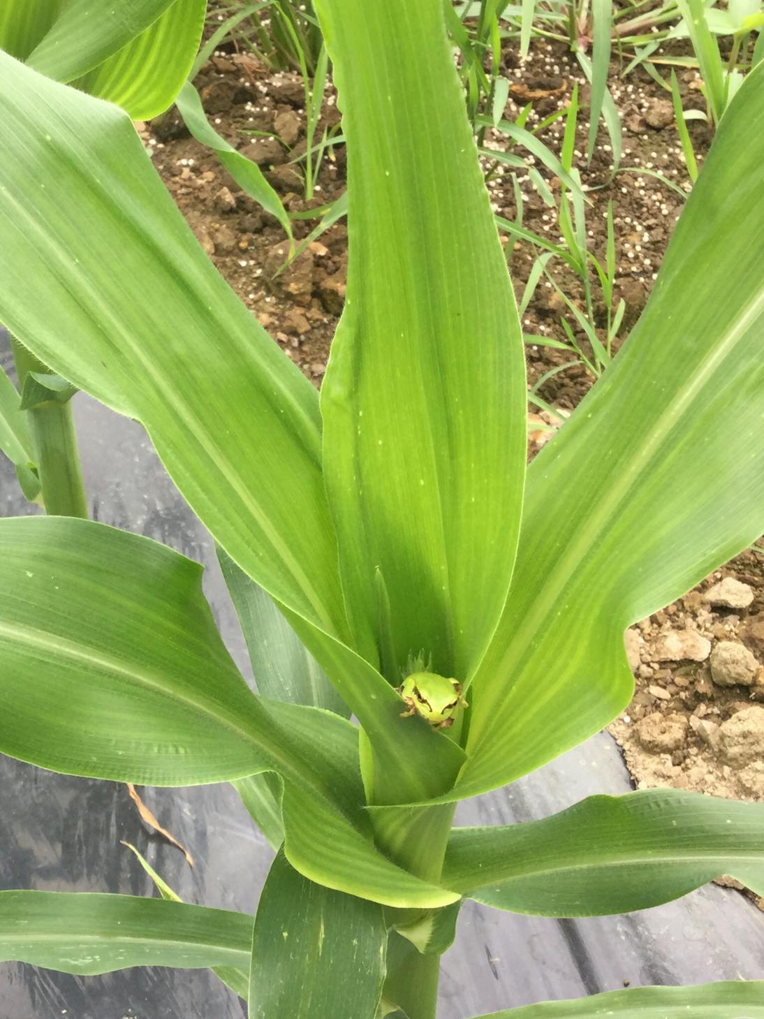 5番目のメイン画像