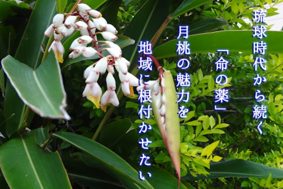 命の薬】琉球時代から伝わる香り高き『月桃』をもっと地域で活用したい