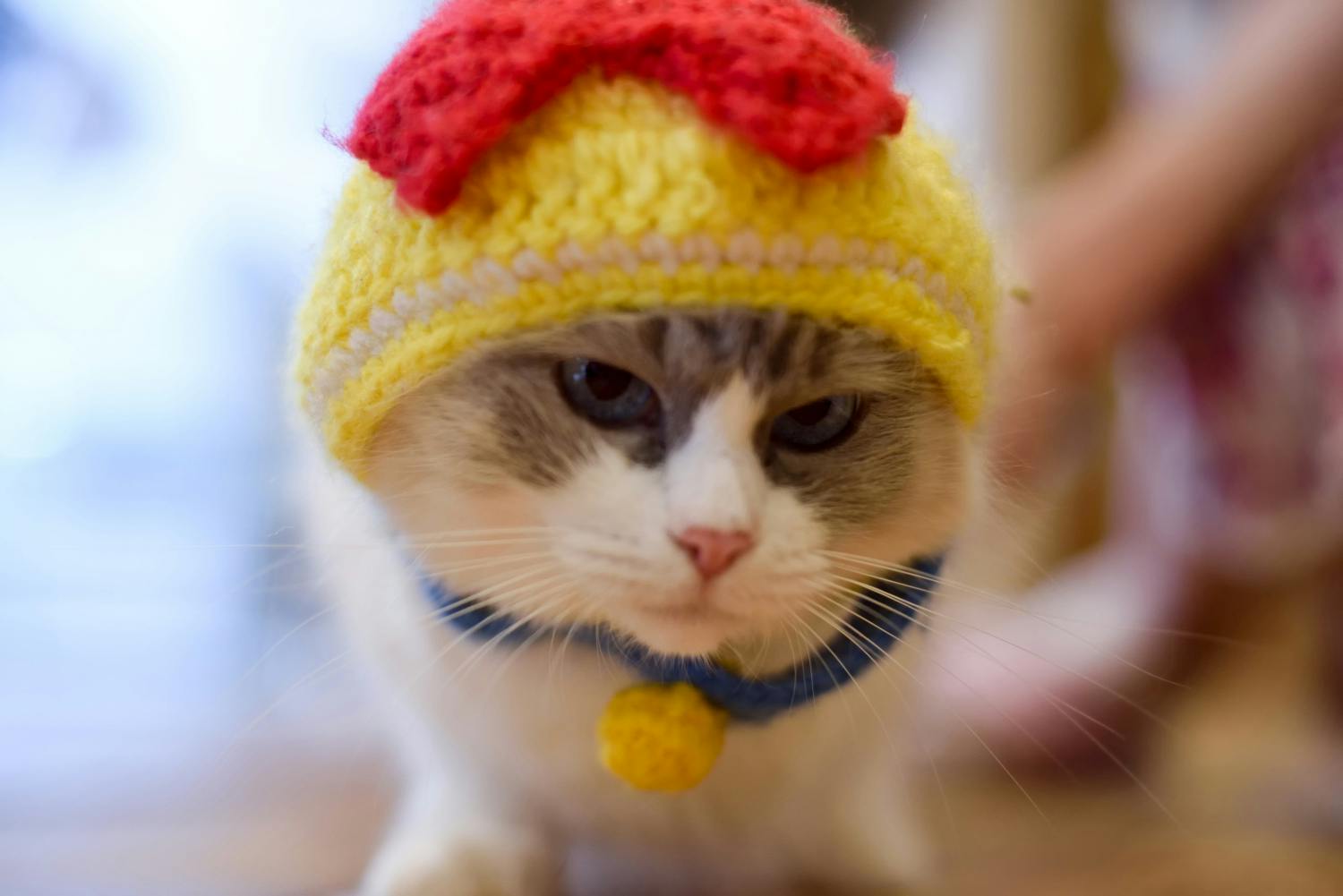 5番目のメイン画像