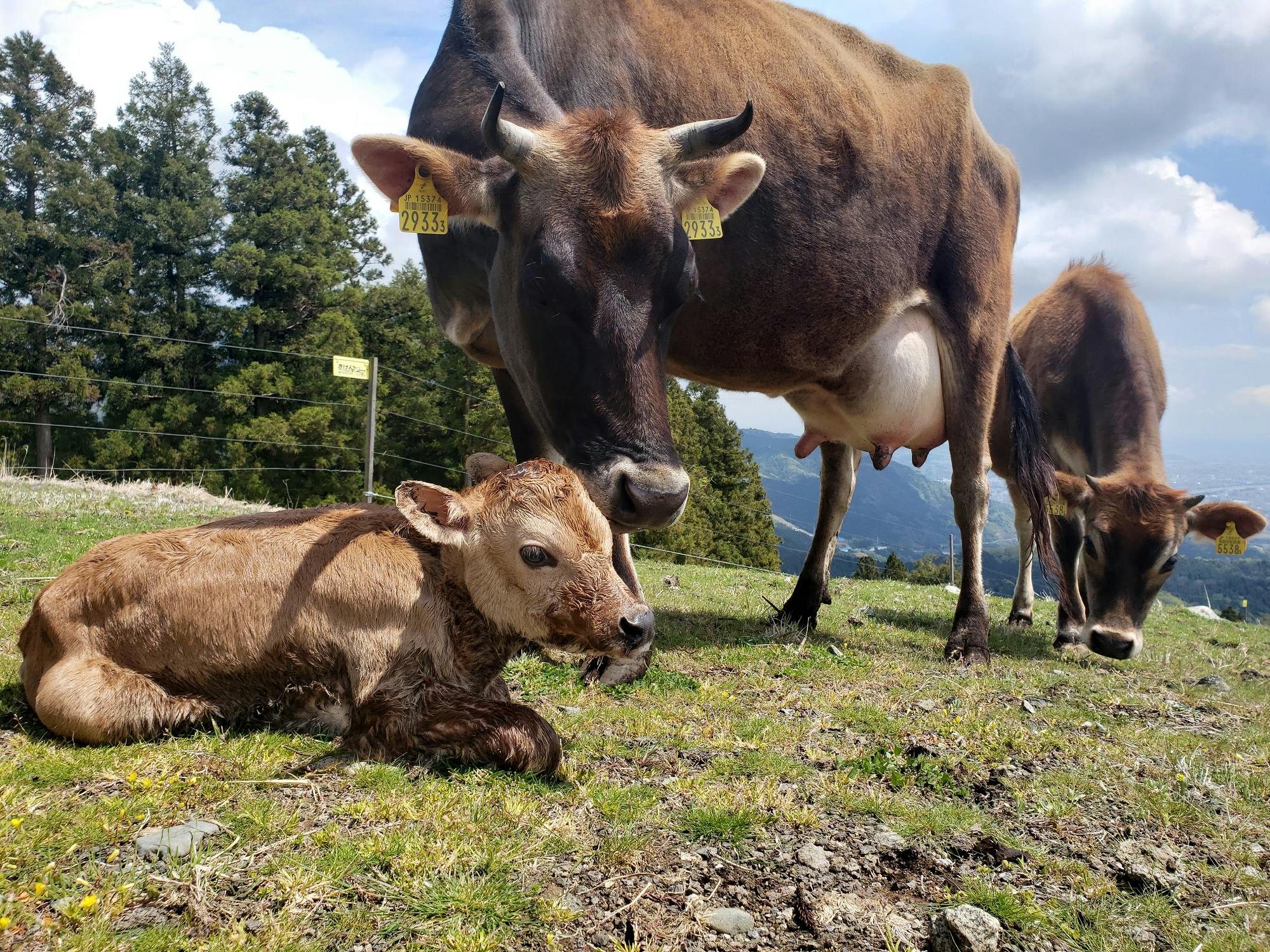 3番目のメイン画像