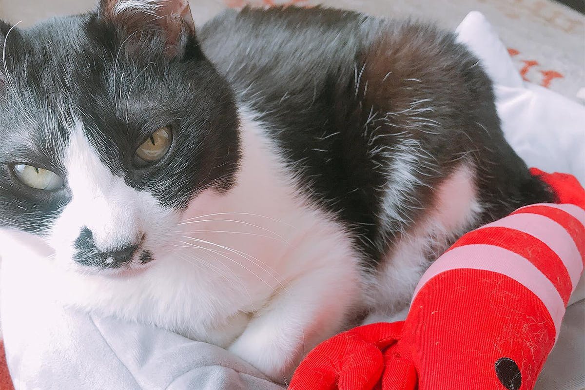 3番目のメイン画像