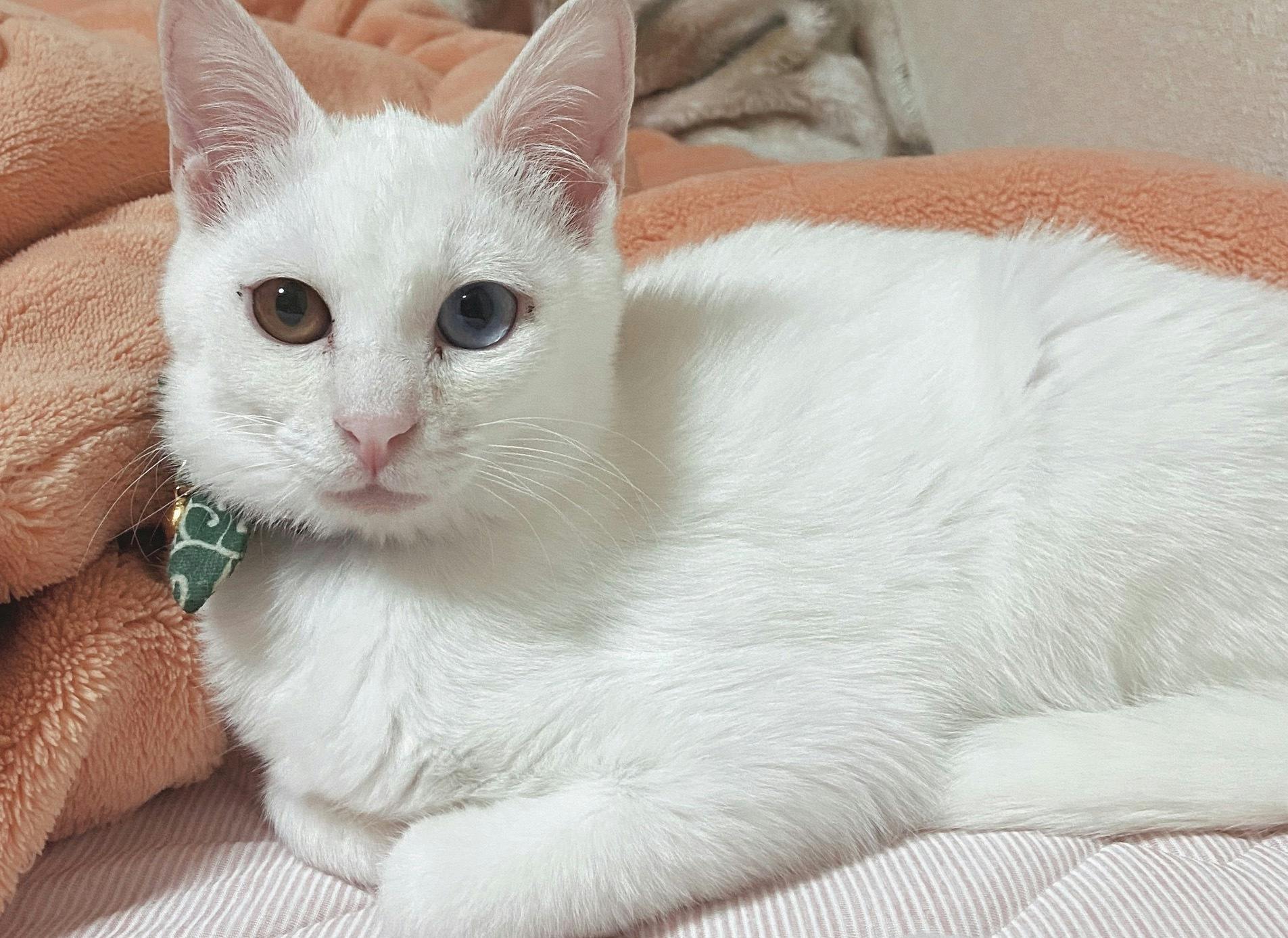 2番目のメイン画像