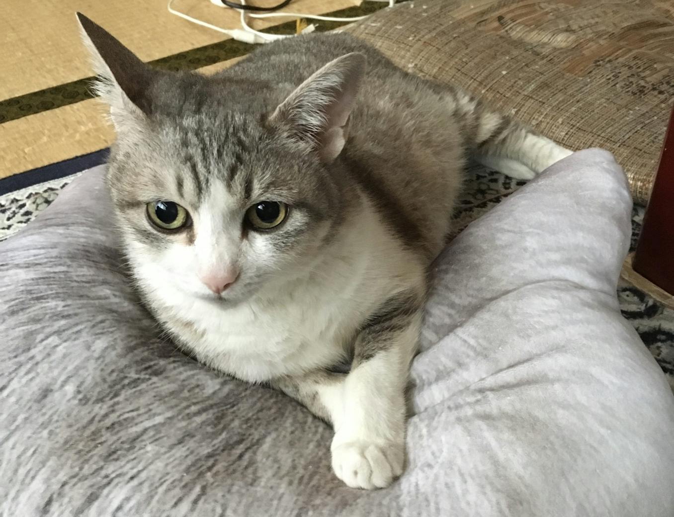 2番目のメイン画像