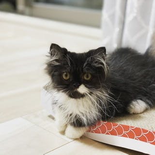 2番目のメイン画像