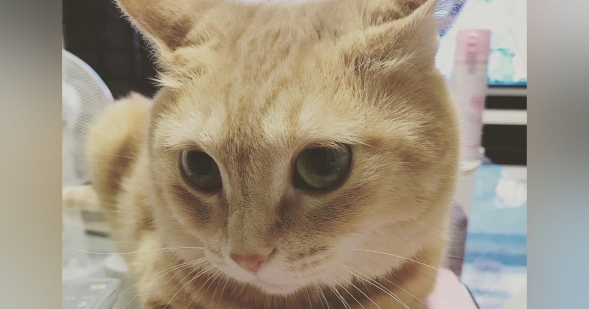 極美品】猫の腫瘍 Mサイズ】※ブルーのみ在庫あり 背腹両側 極美品】猫の腫瘍 Mサイズ】※ブルーのみ在庫あり 背腹両側
