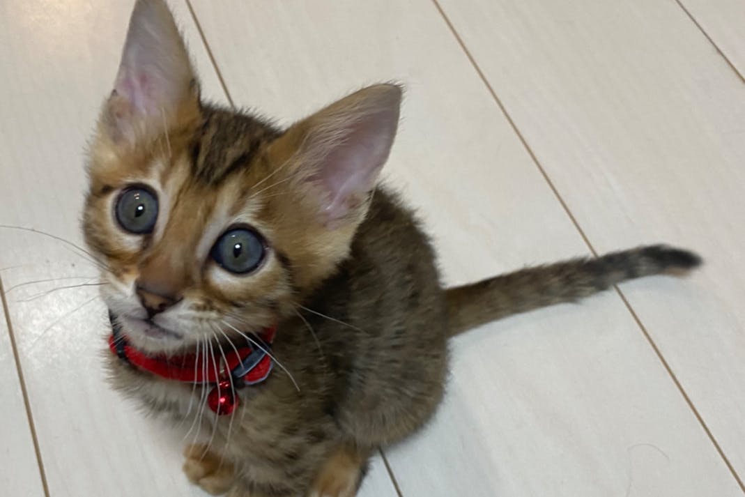 1番目のメイン画像