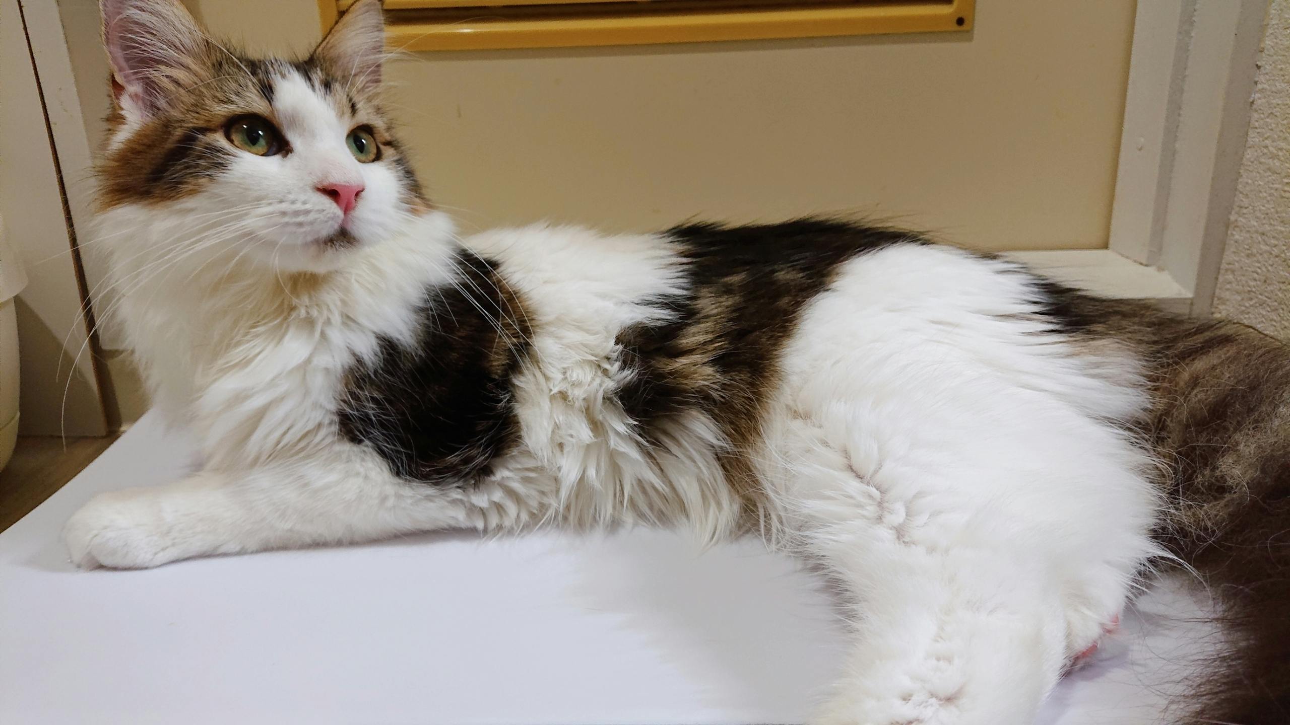 4番目のメイン画像