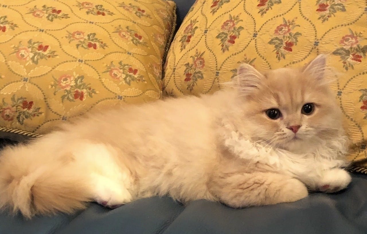 5番目のメイン画像