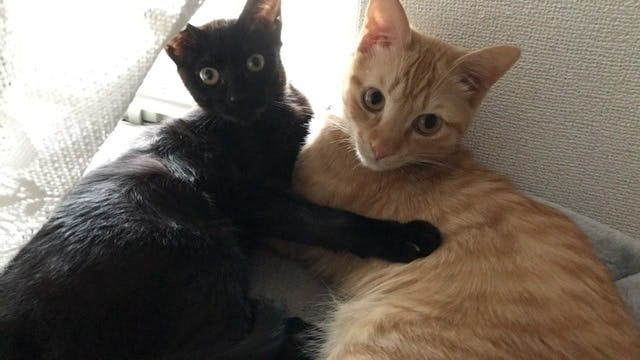 2番目のメイン画像