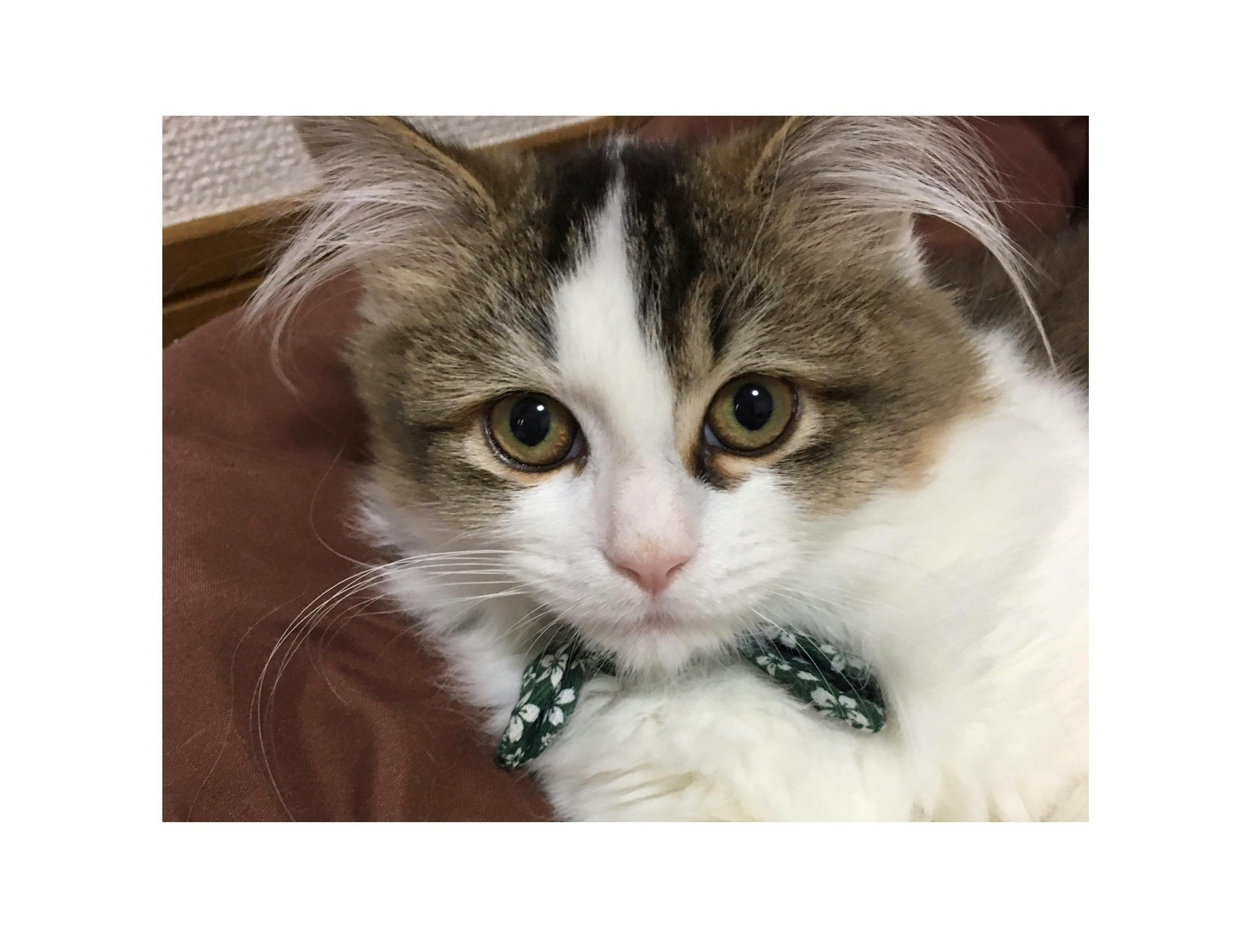 5番目のメイン画像