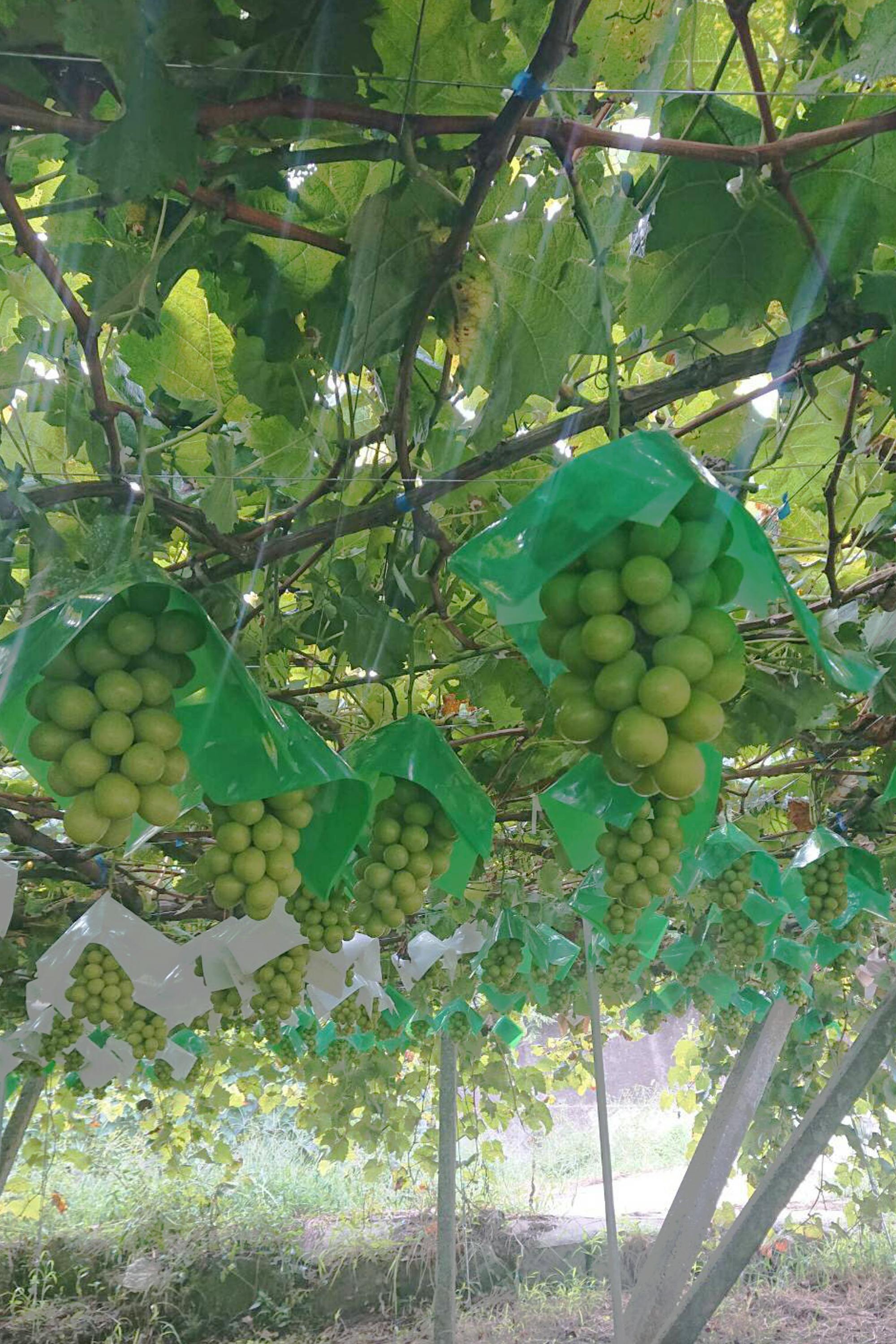 4番目のメイン画像