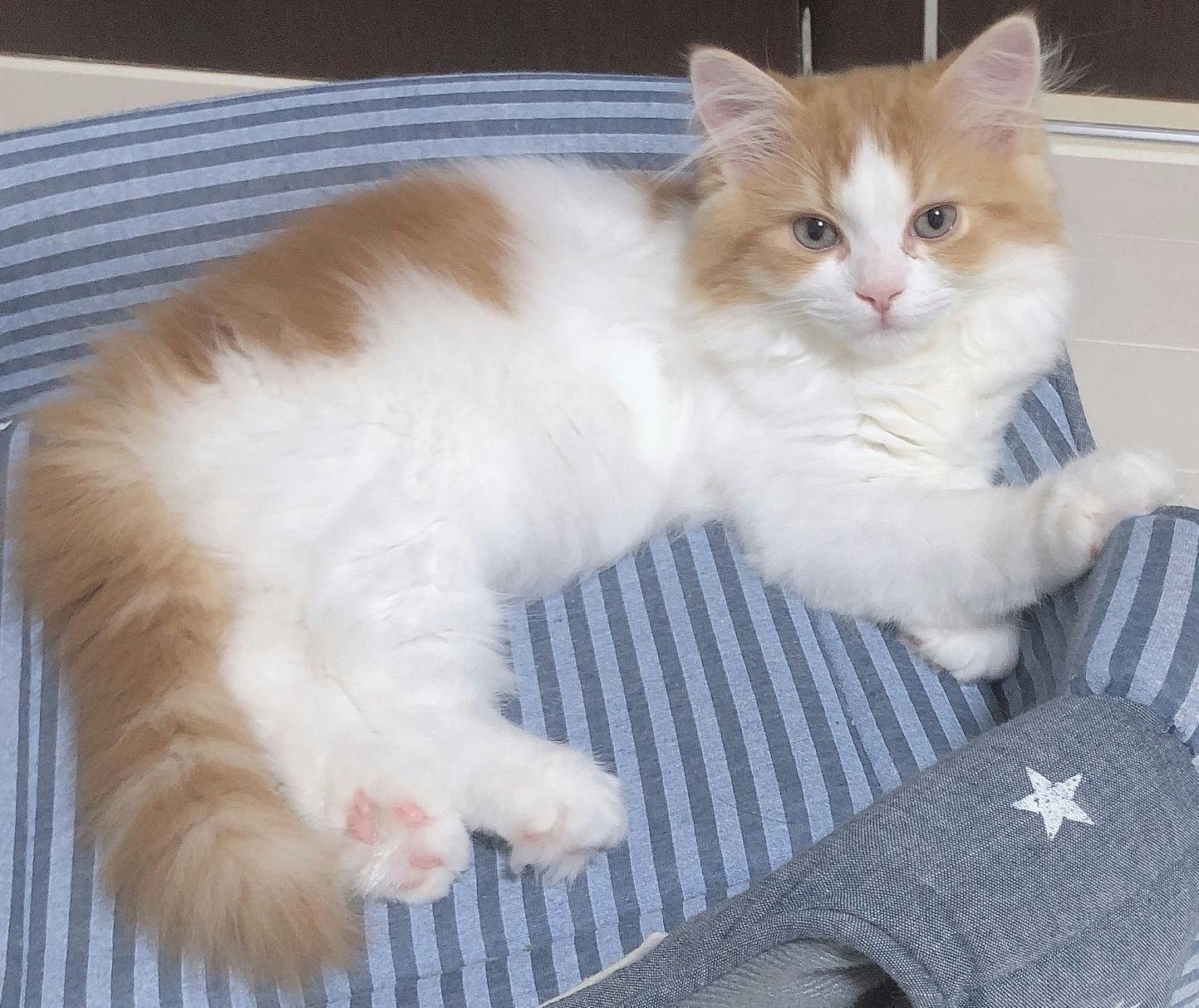 5番目のメイン画像