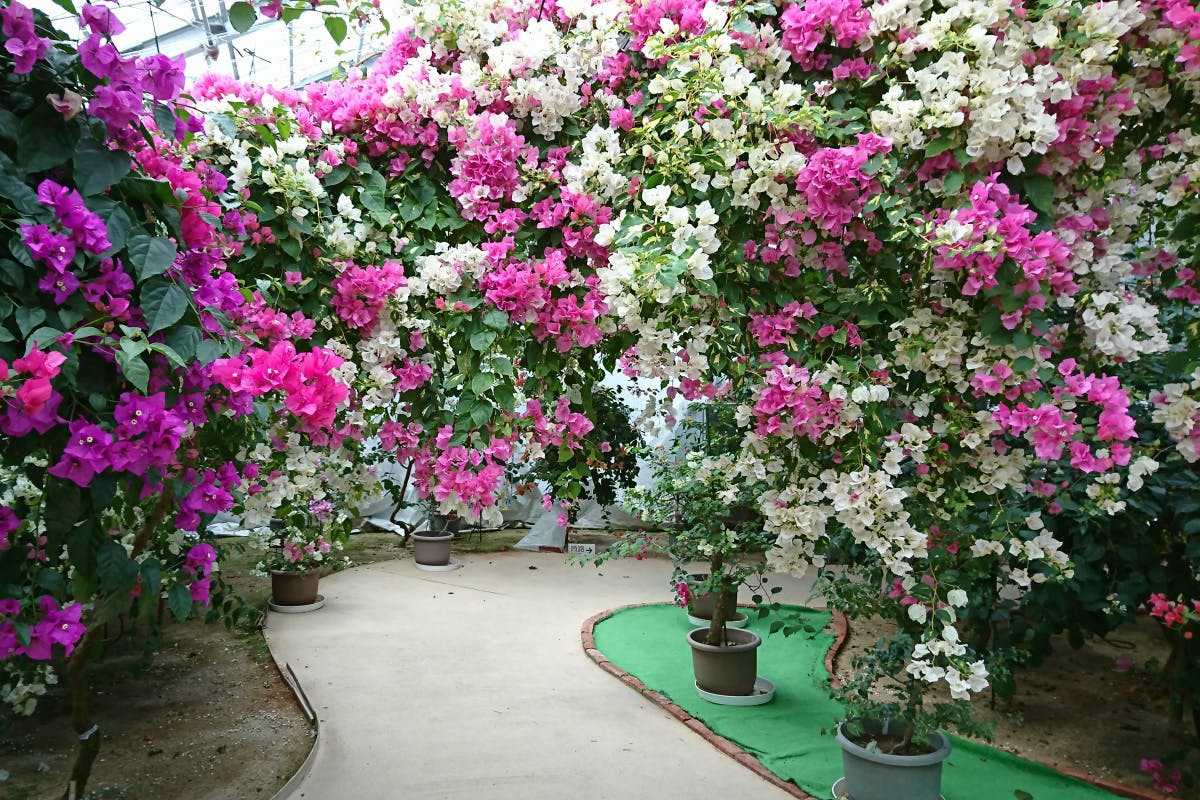 3番目のメイン画像