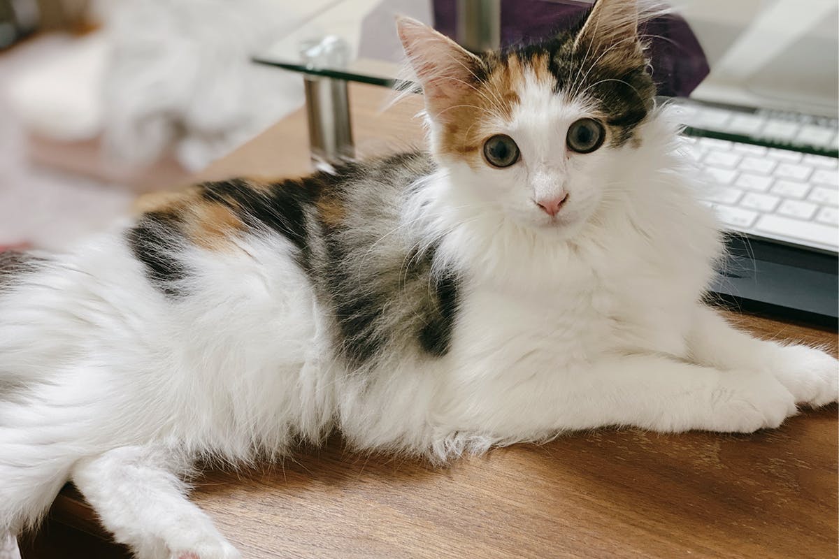 3番目のメイン画像