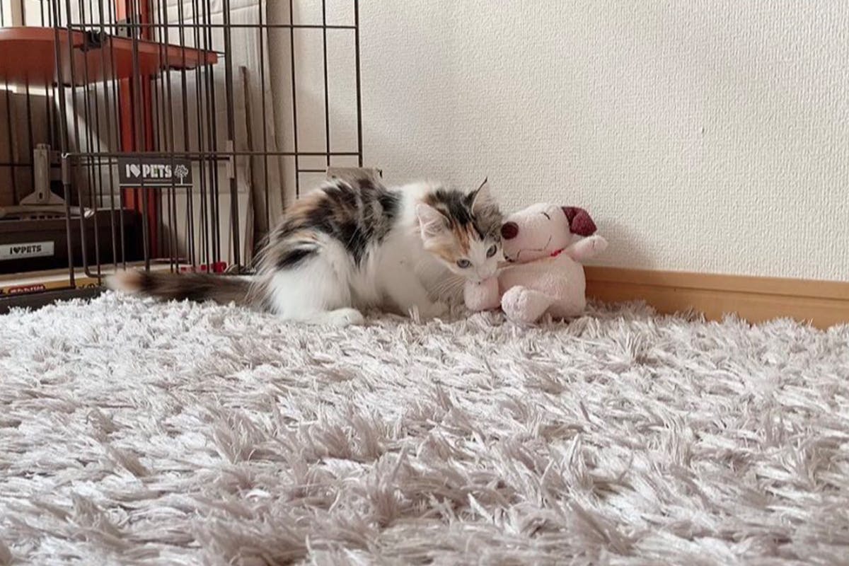 2番目のメイン画像