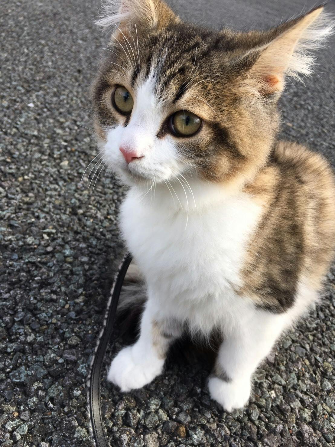 3番目のメイン画像