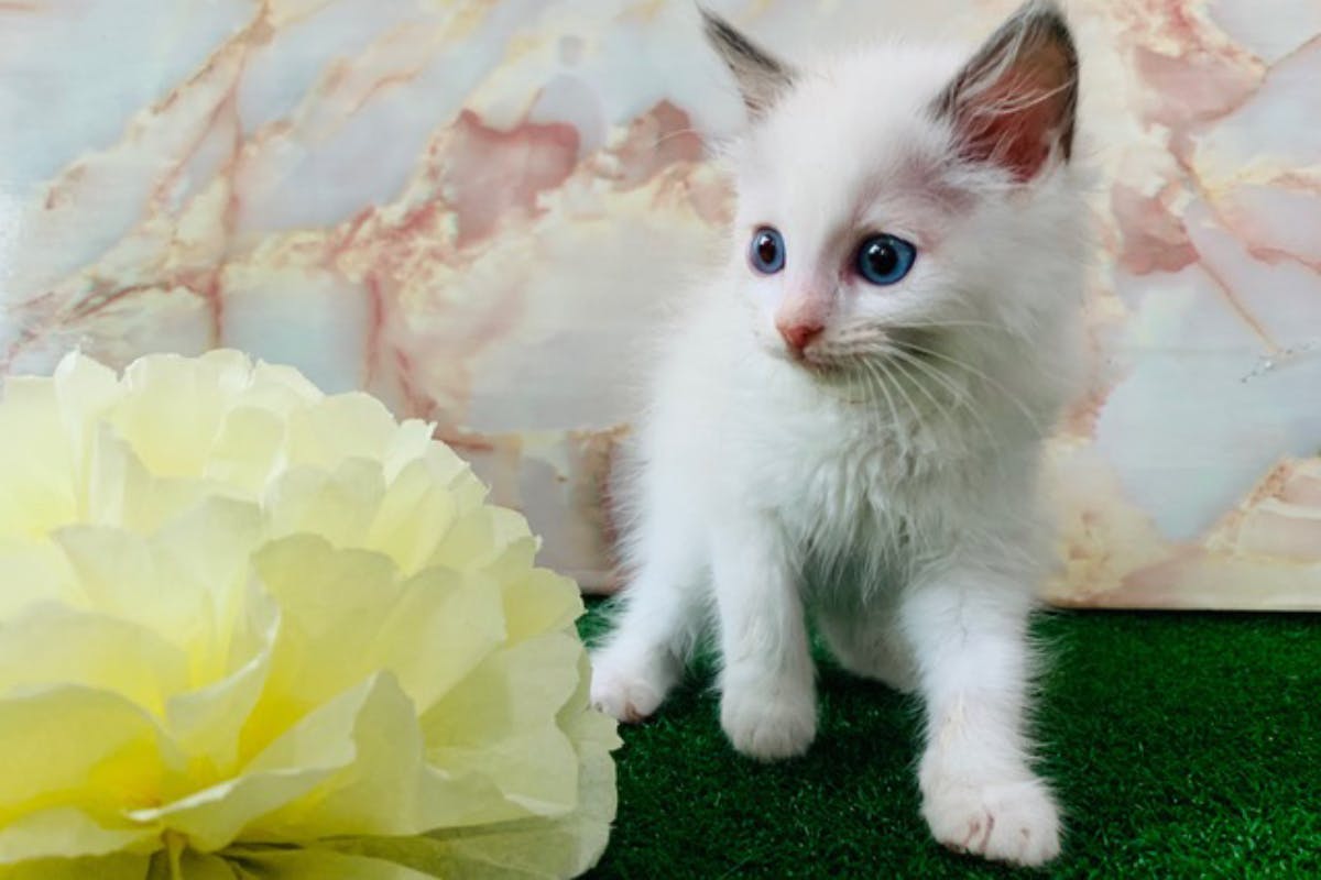 1番目のメイン画像