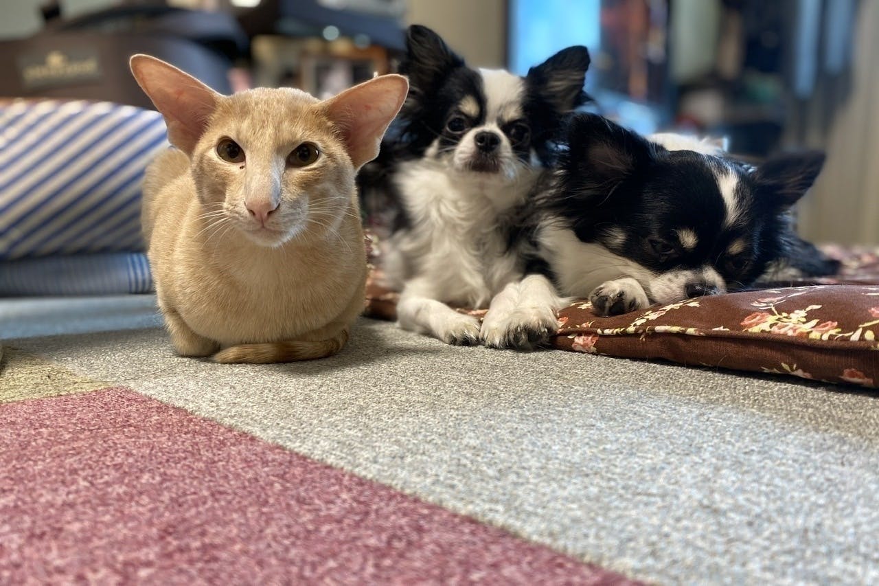 4番目のメイン画像