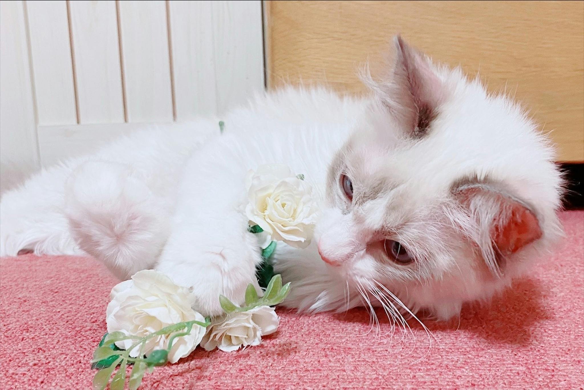 3番目のメイン画像