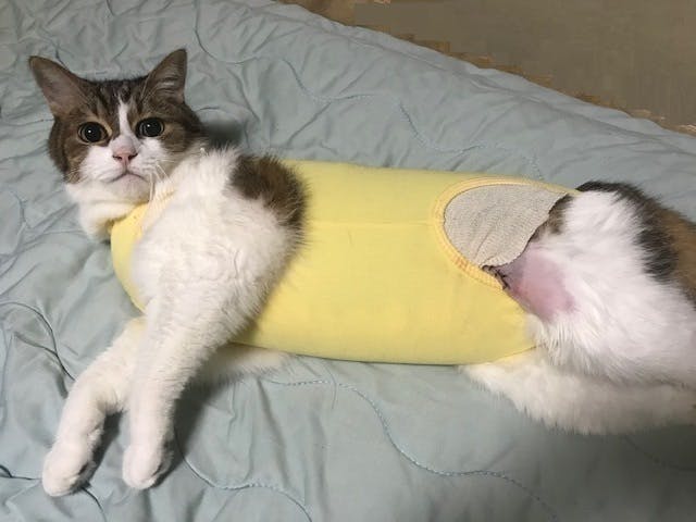 3番目のメイン画像