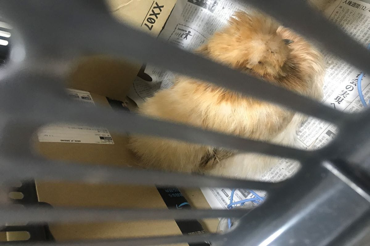 3番目のメイン画像